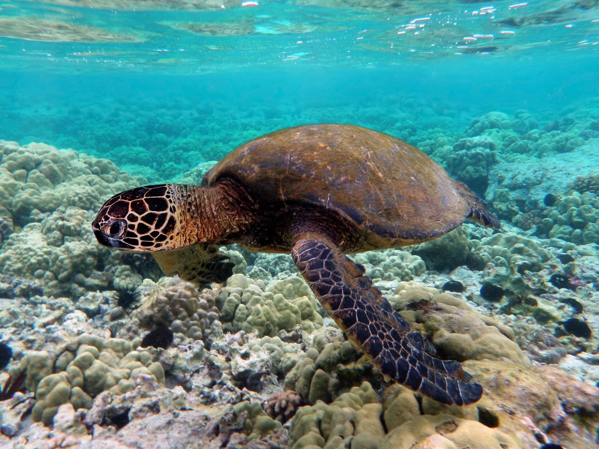 Green sea turtle gliding over a coral reef in clear turquoise water